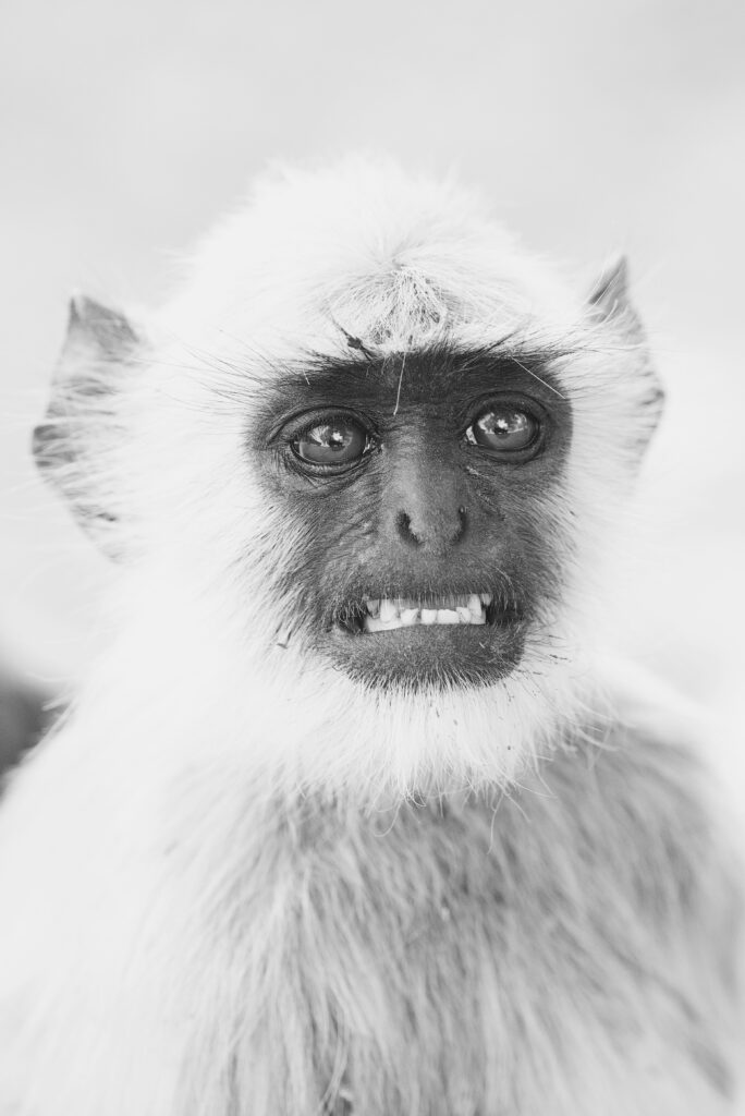 Black and white photo of a stressed out monkey